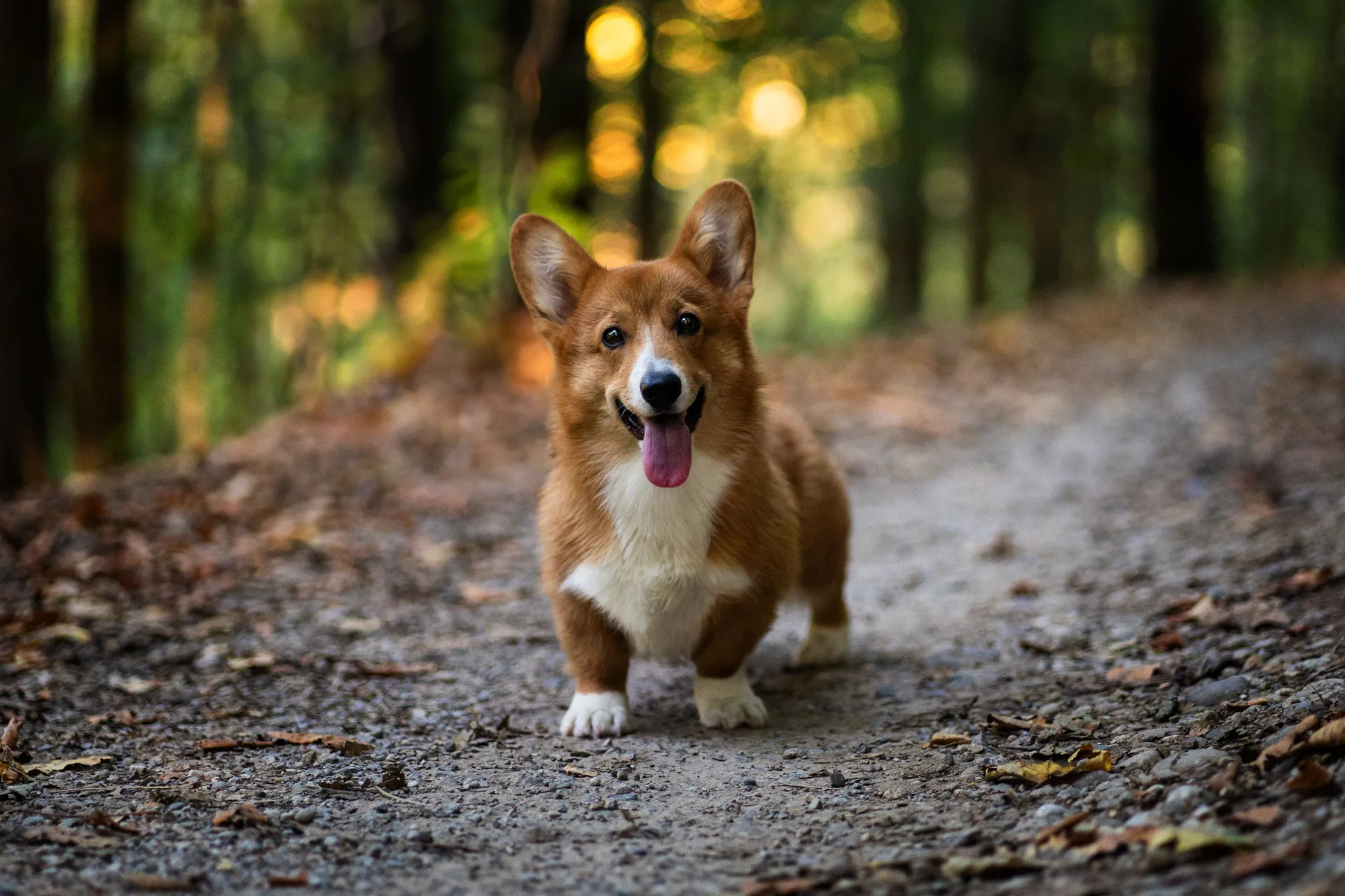 Loui der Corgi im Wald