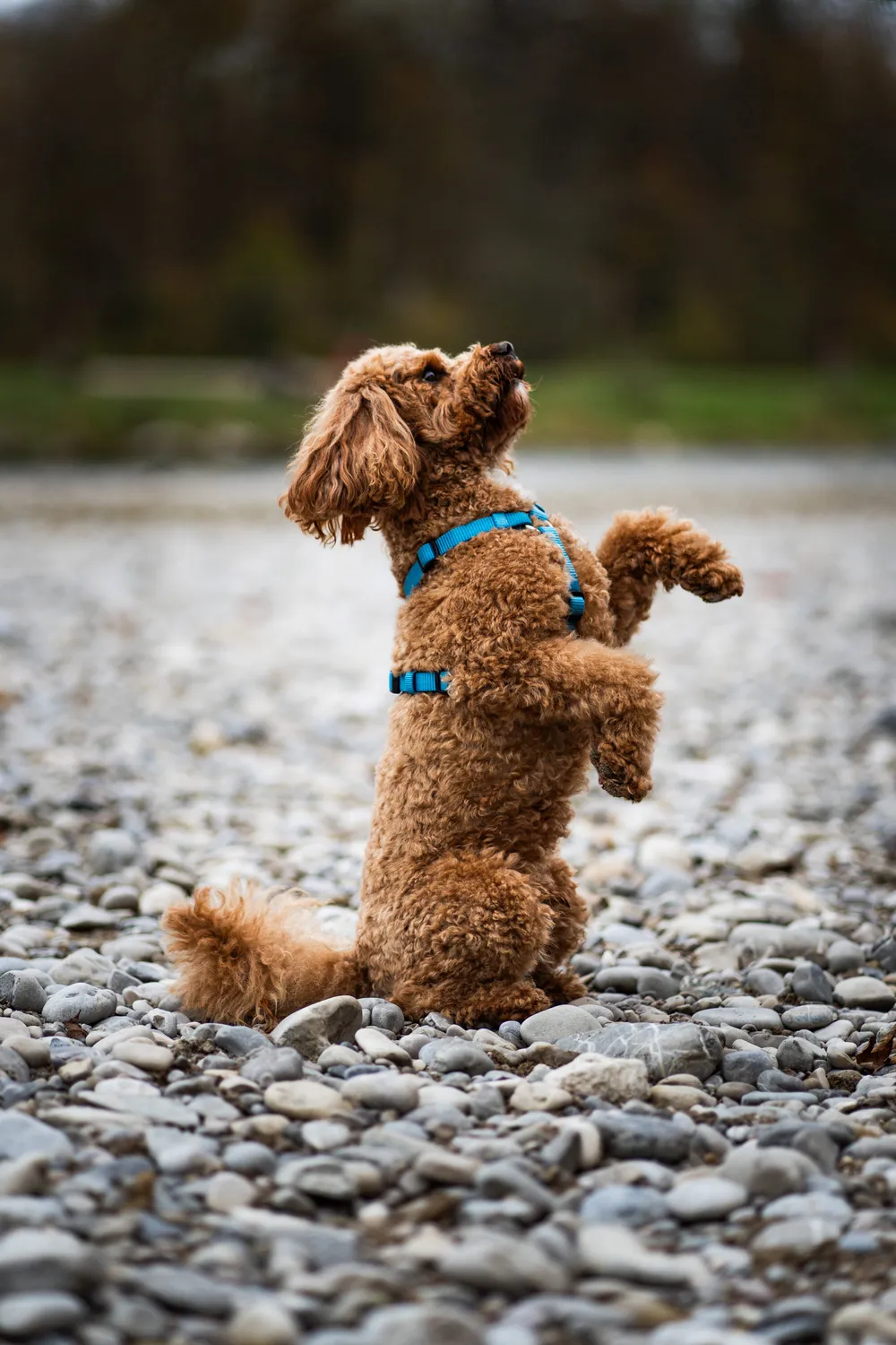 Balu macht Männchen