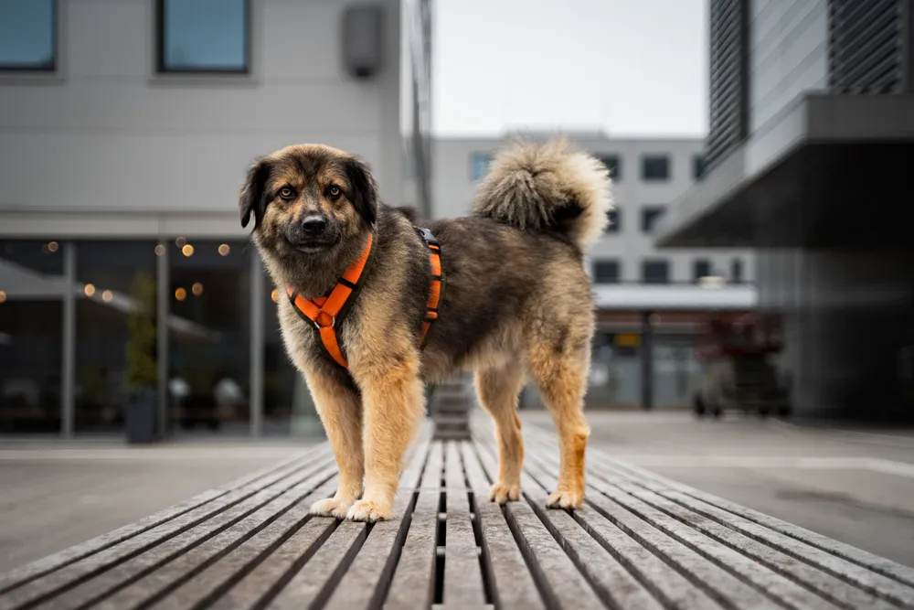 Joshi beim Cityshooting